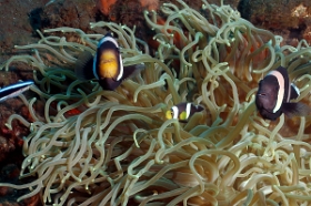 Bali 2016 - Saddleback anemonefish - Poisson clown a selle de cheval - Amphiprion polymmus - IMG_5933_rc